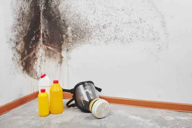 Best Professional Mold Removal  in George Mason, VA