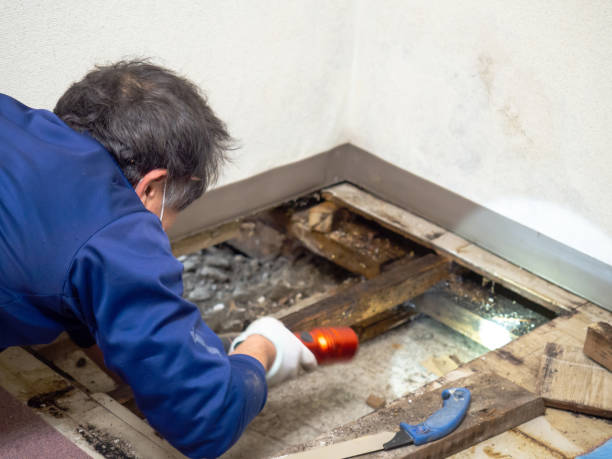 Best Same-Day Mold Removal  in George Mason, VA