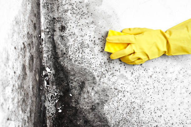 Best Mold Removal Company Near Me  in George Mason, VA