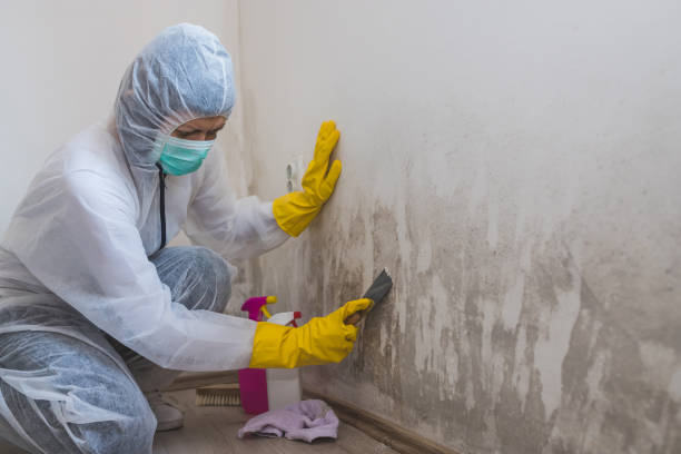 Best Black Mold Removal  in George Mason, VA
