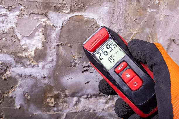 Best Mold Damage Repair  in George Mason, VA