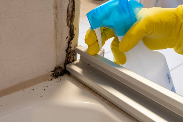 Mold Removal and Inspection in George Mason, VA