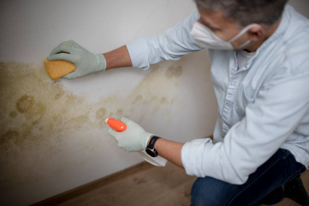 George Mason, VA Mold Removal Company