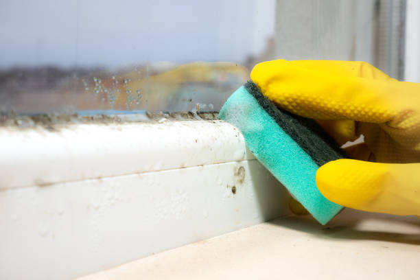 Home Mold Removal in George Mason, VA