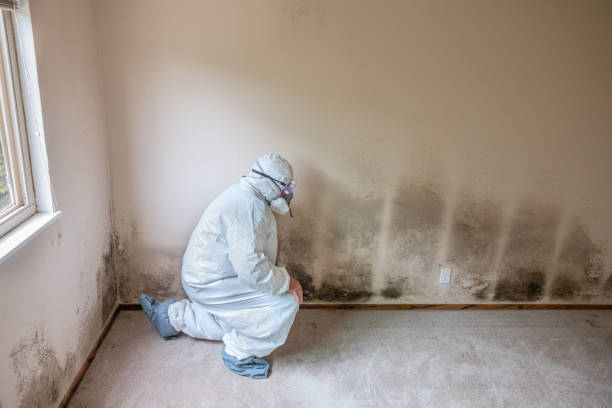Best Home Mold Removal  in George Mason, VA
