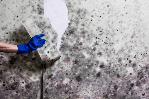 Best Best Mold Removal Companies  in George Mason, VA