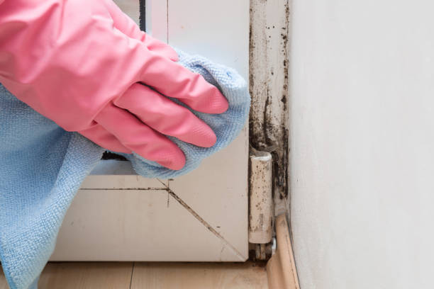 Best Fast Mold Removal  in George Mason, VA
