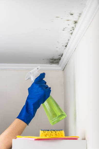 Best Attic Mold Removal  in George Mason, VA