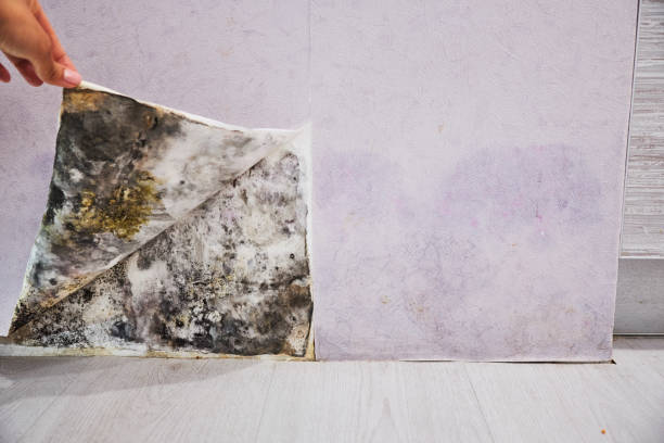Trusted George Mason, VA Mold Removal Experts